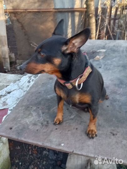 Цвергпинчер