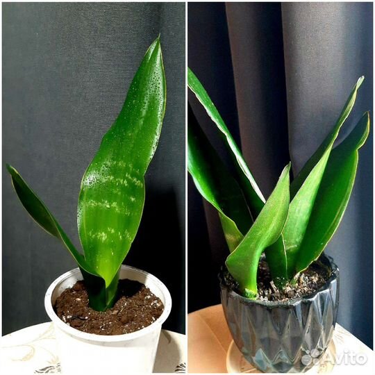 Сансевиерия Блэк даймонд