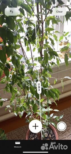 Фикус бенджамина большой