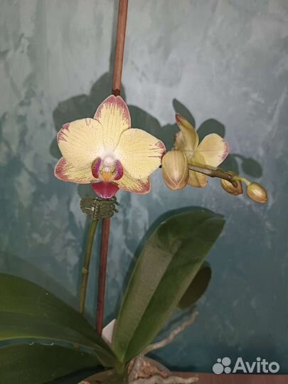 Орхидея фаленопсис Попугай
