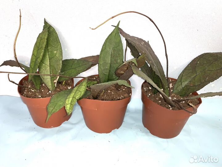 Хоя Клименсиорум 12/30см