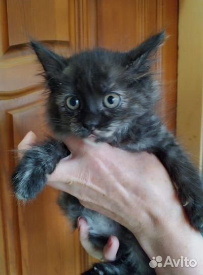 Кошечка 2,5 мес в добрые руки бесплатно