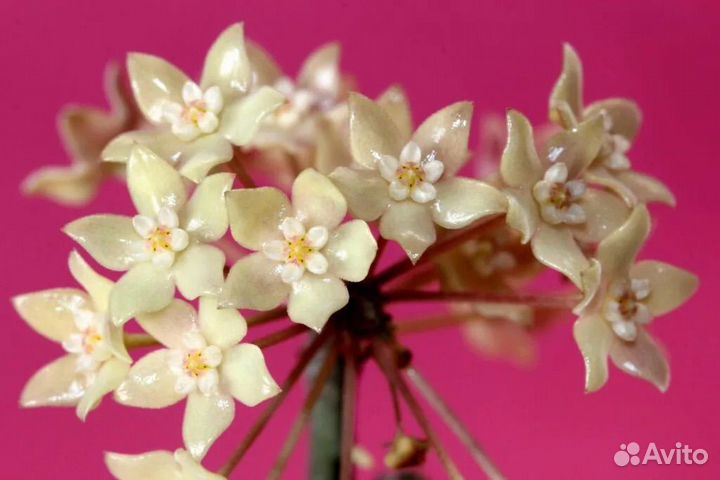 Хойя рангсан / Hoya sp. Rangsan