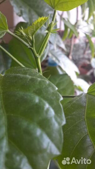 Роза китайская-гибискус