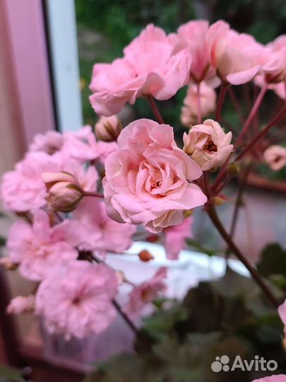 Пеларгонии и фиалки