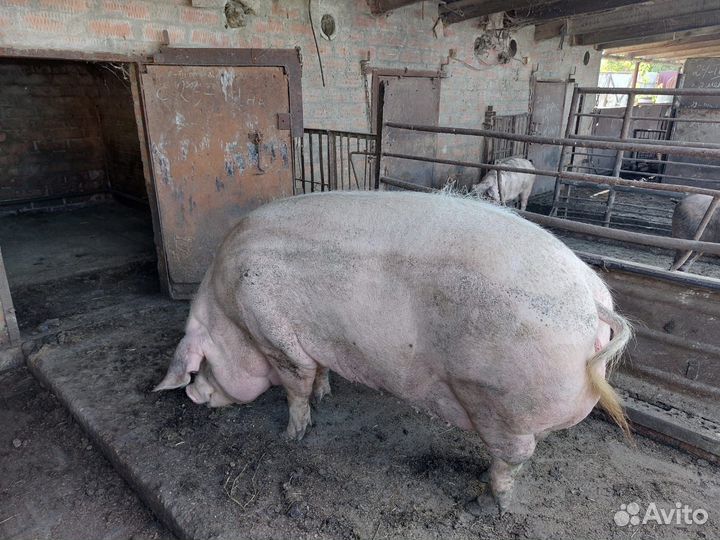 Свиноматка 2 штуки
