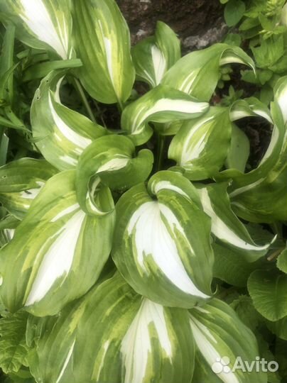 Хоста - разные виды