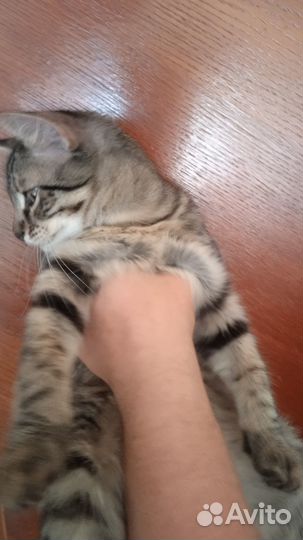 Домашняя кошечка