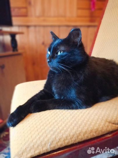 Кошки курильский бобтейл. Владимирская обл