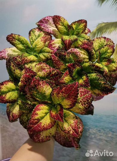 Колеусы сортовые