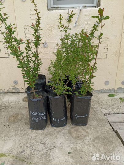 Гранат саженцы