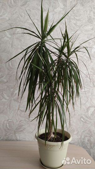 Пальма драцена