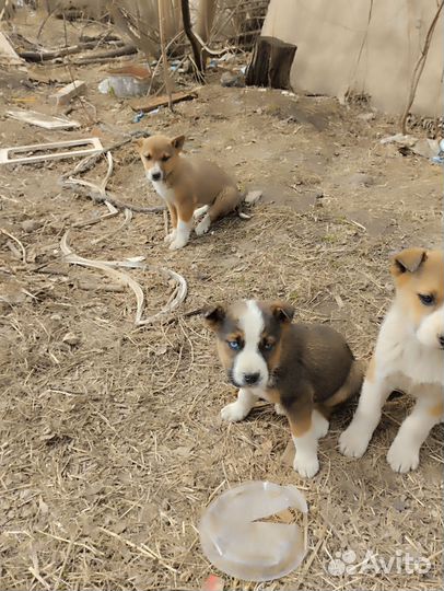 Щенки сторожевые