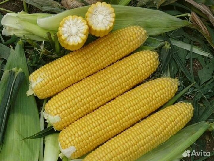 Семена сладкой кукурузы