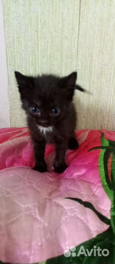 Малыши в надёжные руки