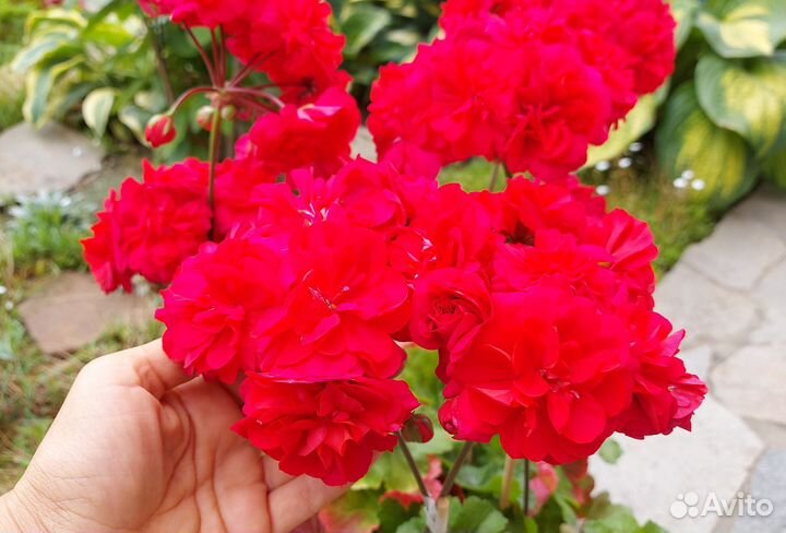 Пеларгонии сортовые