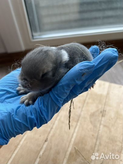 Карликовые, декоративные кролики