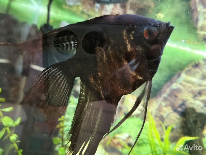 Скалярия и пара гурами жемчужных