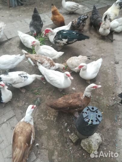 Мускусные утки