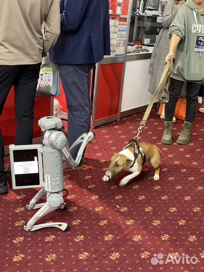 Аренда робособаки