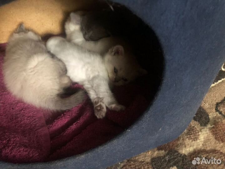 Шотландские котята
