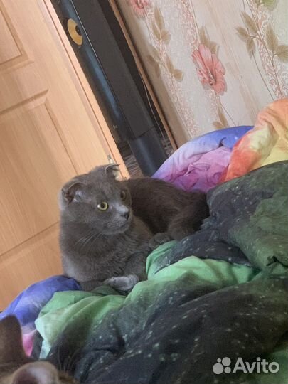 Отдам в добрые руки кошку