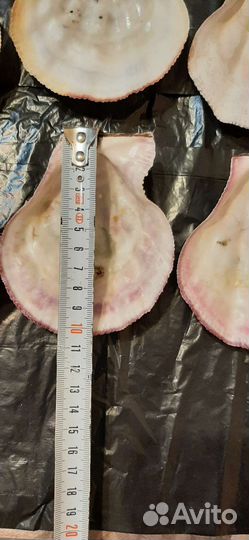 Ракушки для заливки свечей