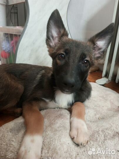 Ника, метис Аусси, малинуа, и немца