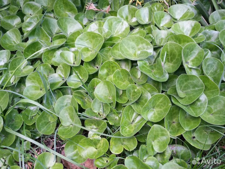 Почвопокровные растения