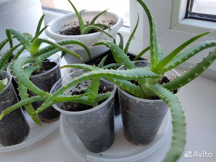 Алоэ древовидное, столетник