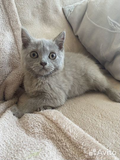 Шотланские котята