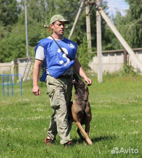 Воспитание собак