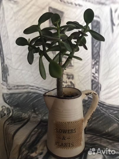 Толстянка вариегатная