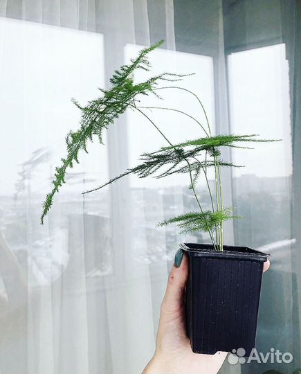 Аспарагус перистый