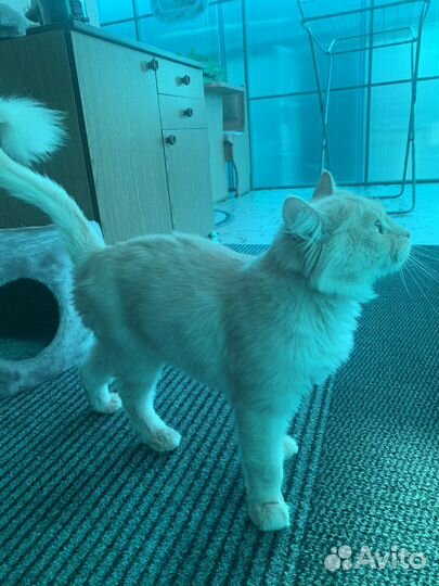 Кот в добрые руки