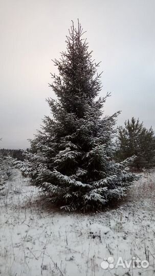 Ель обыкновенная крупномер (Picea abie) 900-950 см