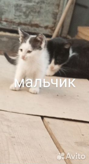 Котята