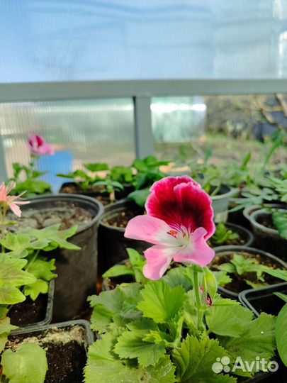 Пеларгония королевская