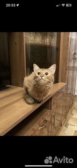 Сомалийская кошка
