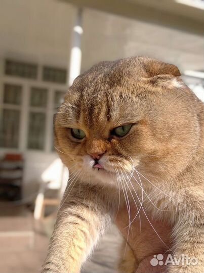 Кот на вязку