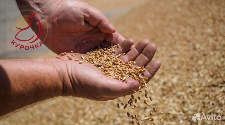 Зерно, овес, ячмень, пшеница