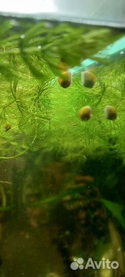 Аквариумные рыбки и растения