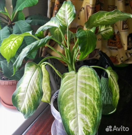 Диффенбахия