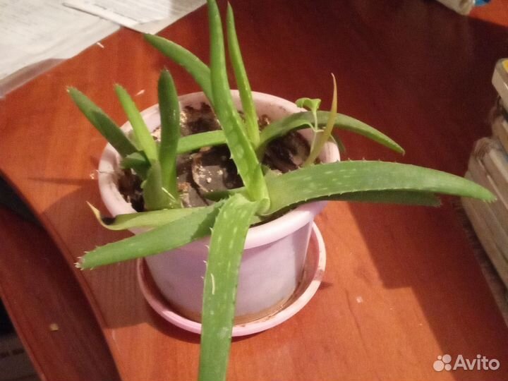 Алоэ столетник