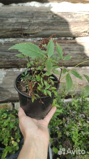 Астильба розовая низкорослая