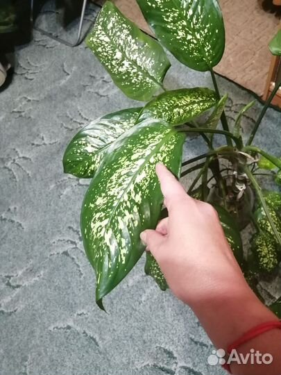 Диффенбахия