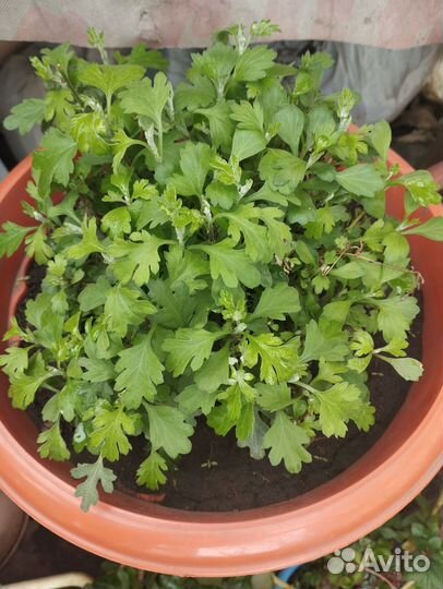 Хризантемы мультифлора