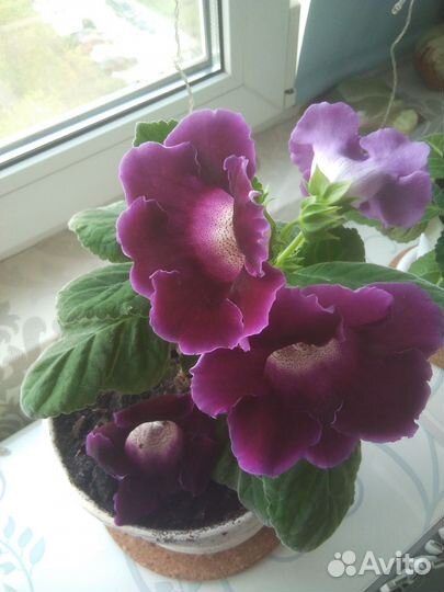 Глоксиния цветущая