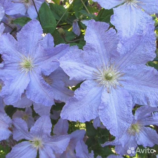 Саженцы клематиса