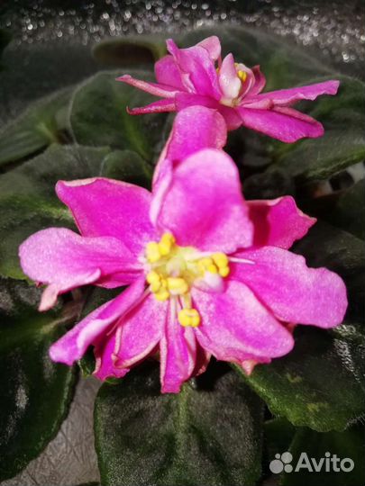 Цветущие фиалки